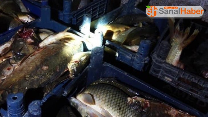 Elazığ'da 400 kilo kaçak balık ele geçirildi